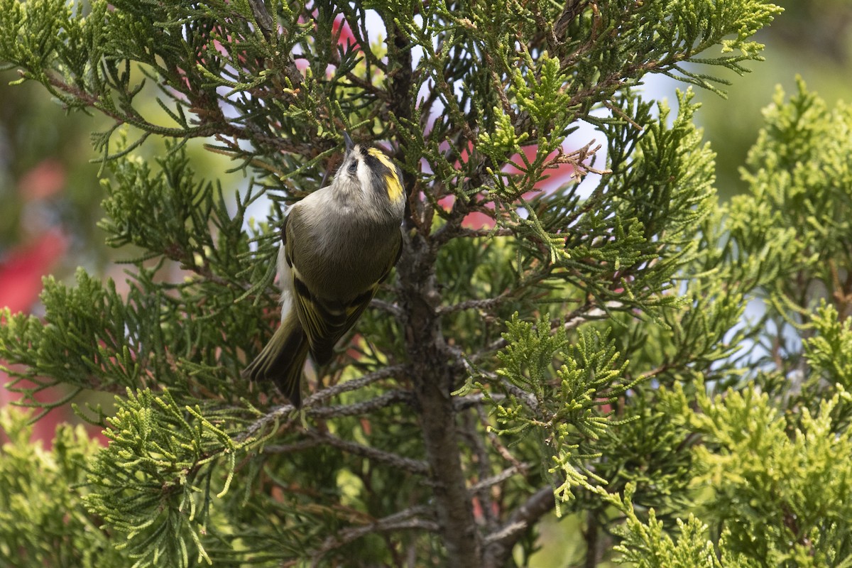 Golden-crowned Kinglet - ML503985631