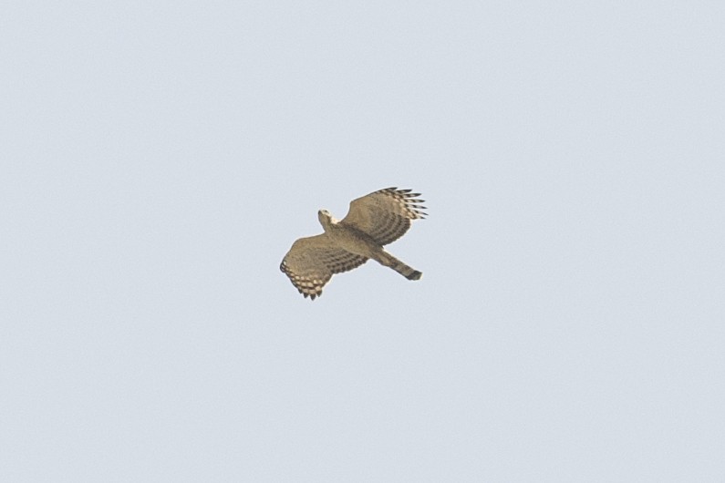 Орел-чубань індійський [група limnaeetus] - ML50398581
