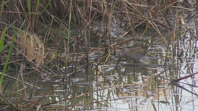 Water Rail - ML503985921