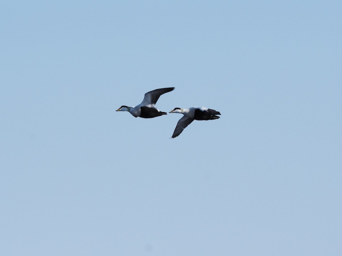 Common Eider - Chu Yu-Wei