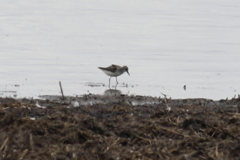 Little Stint - ML503986951