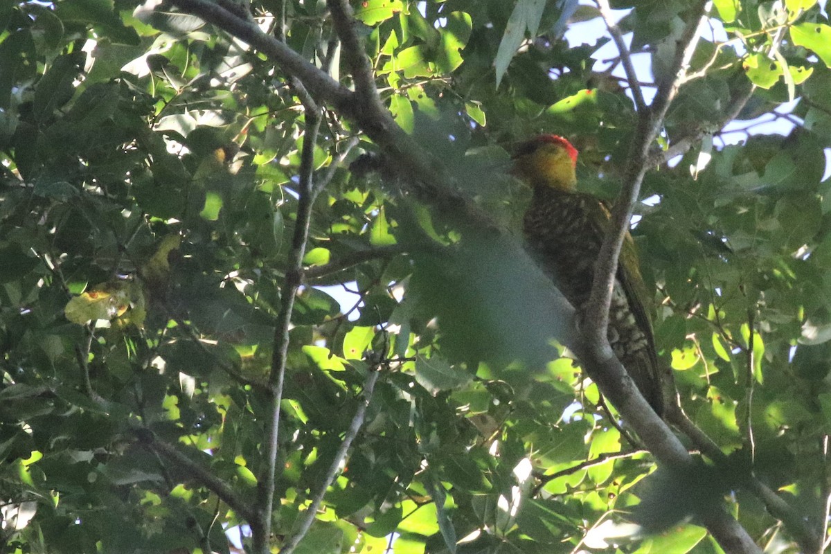 Yellow-throated Woodpecker - ML503987691