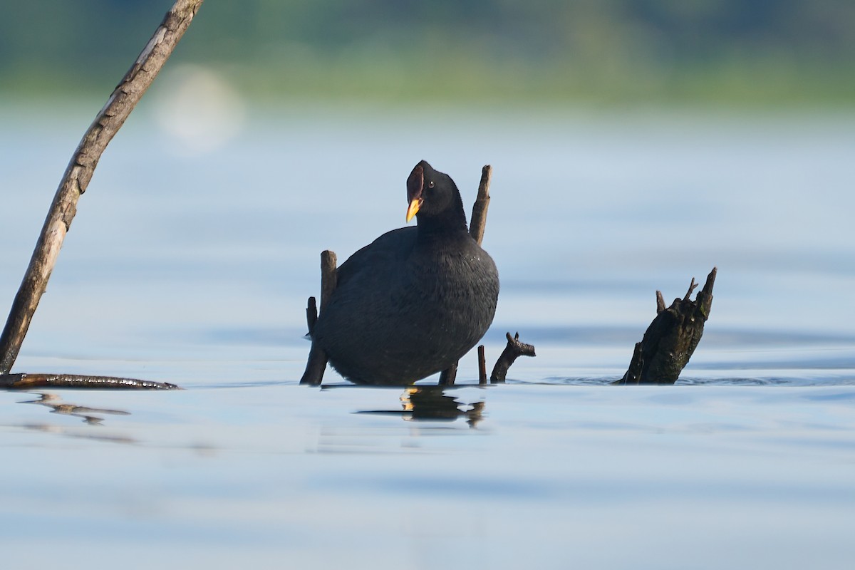 Red-fronted Coot - ML503988151