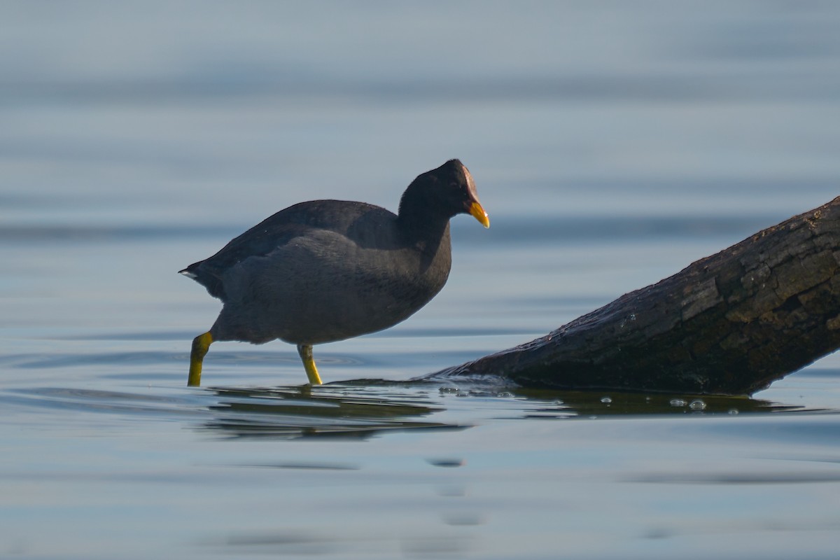 Red-fronted Coot - ML503988311