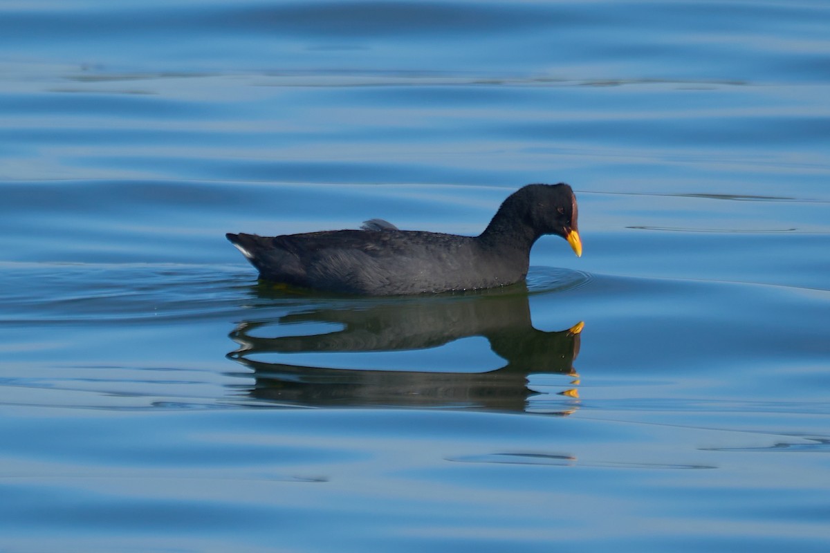 Red-fronted Coot - ML503988351