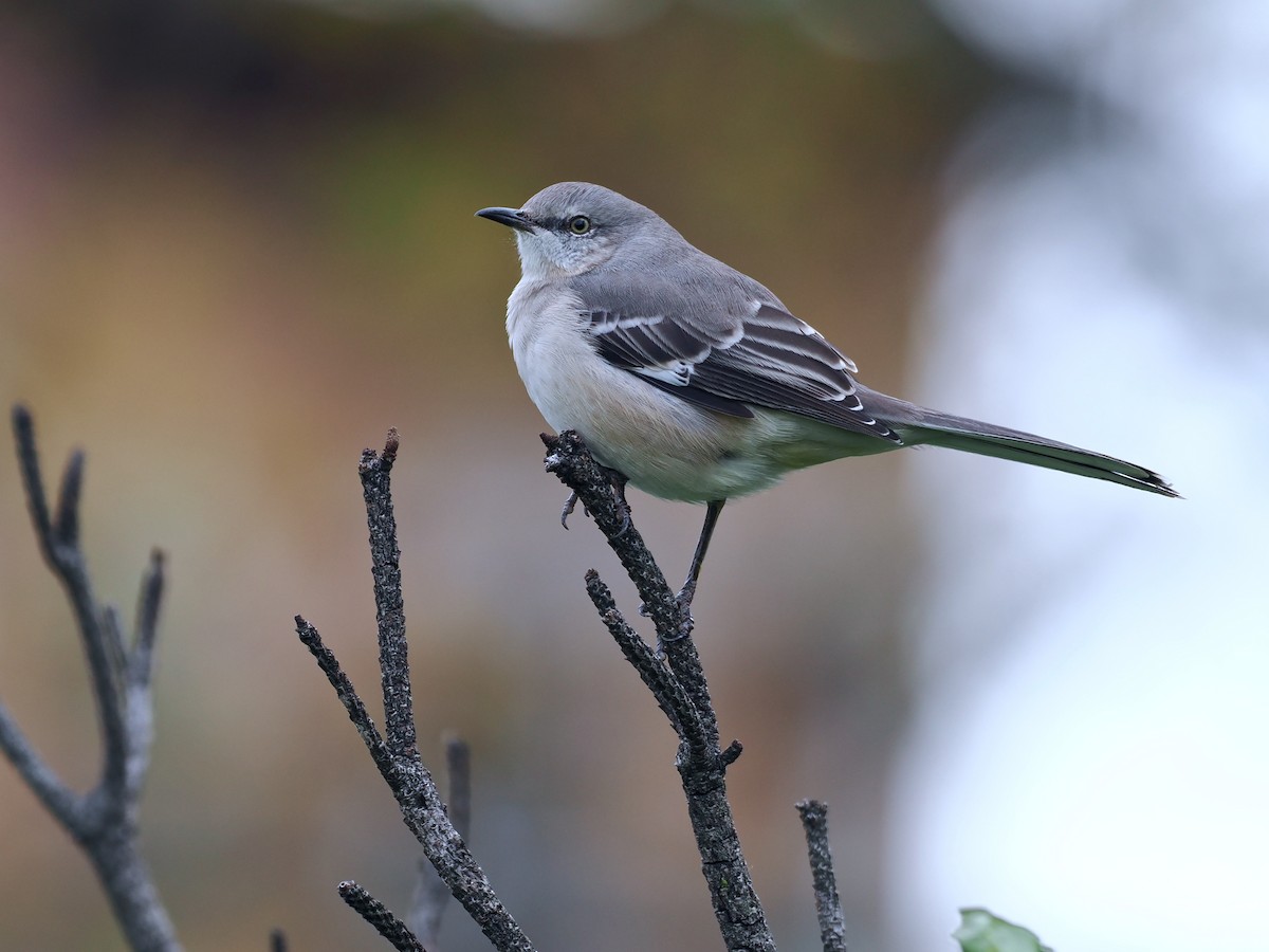 Northern Mockingbird - Gabriel Willow