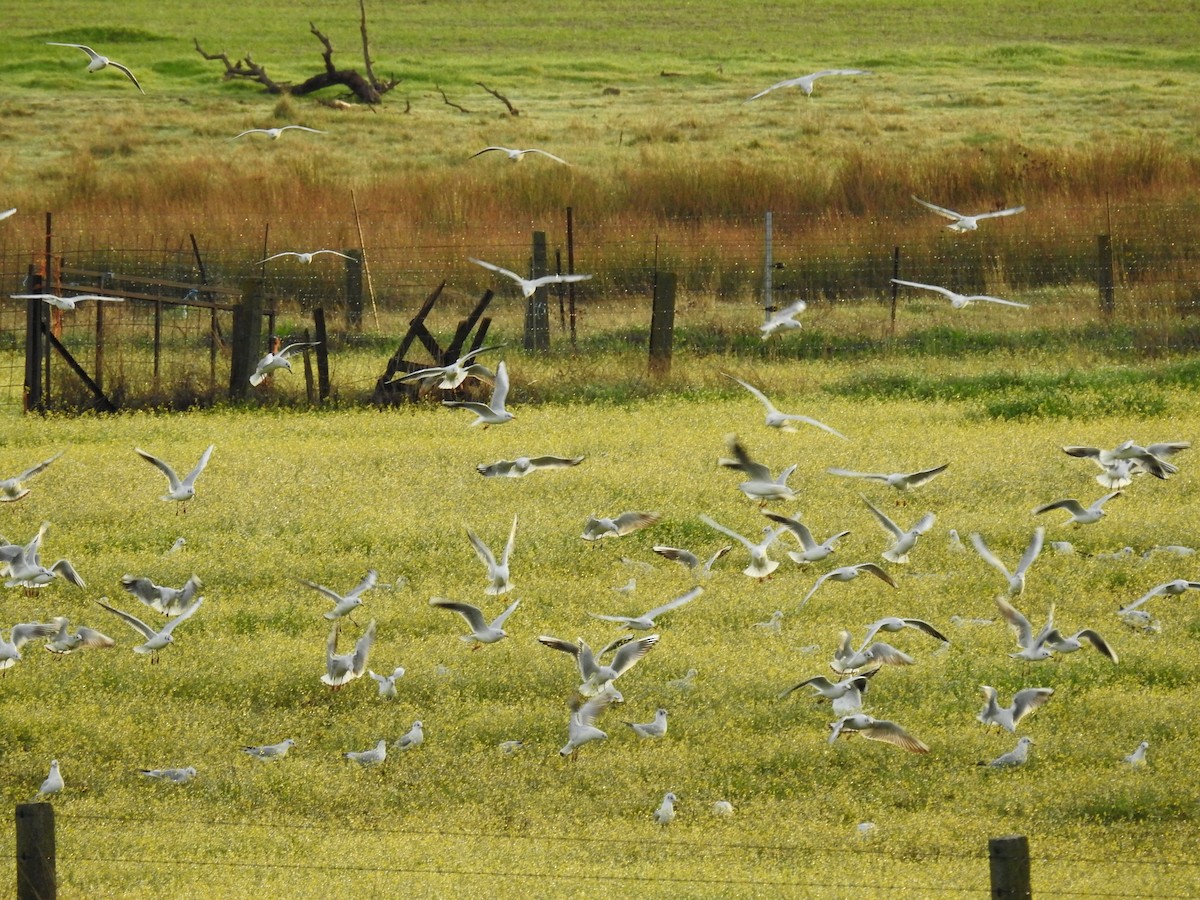 Black-headed Gull - Cesar Clemente