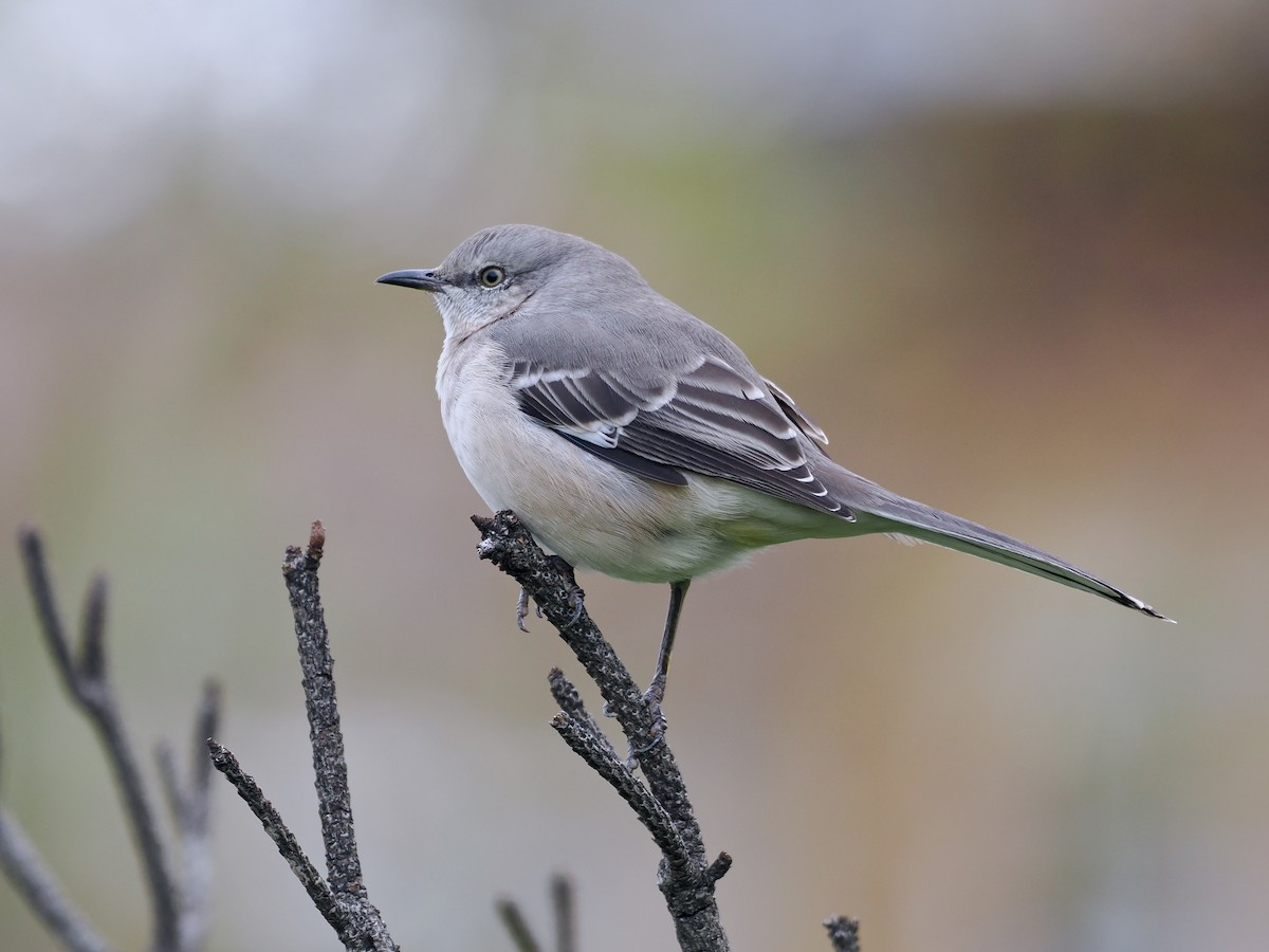 Northern Mockingbird - ML503989521