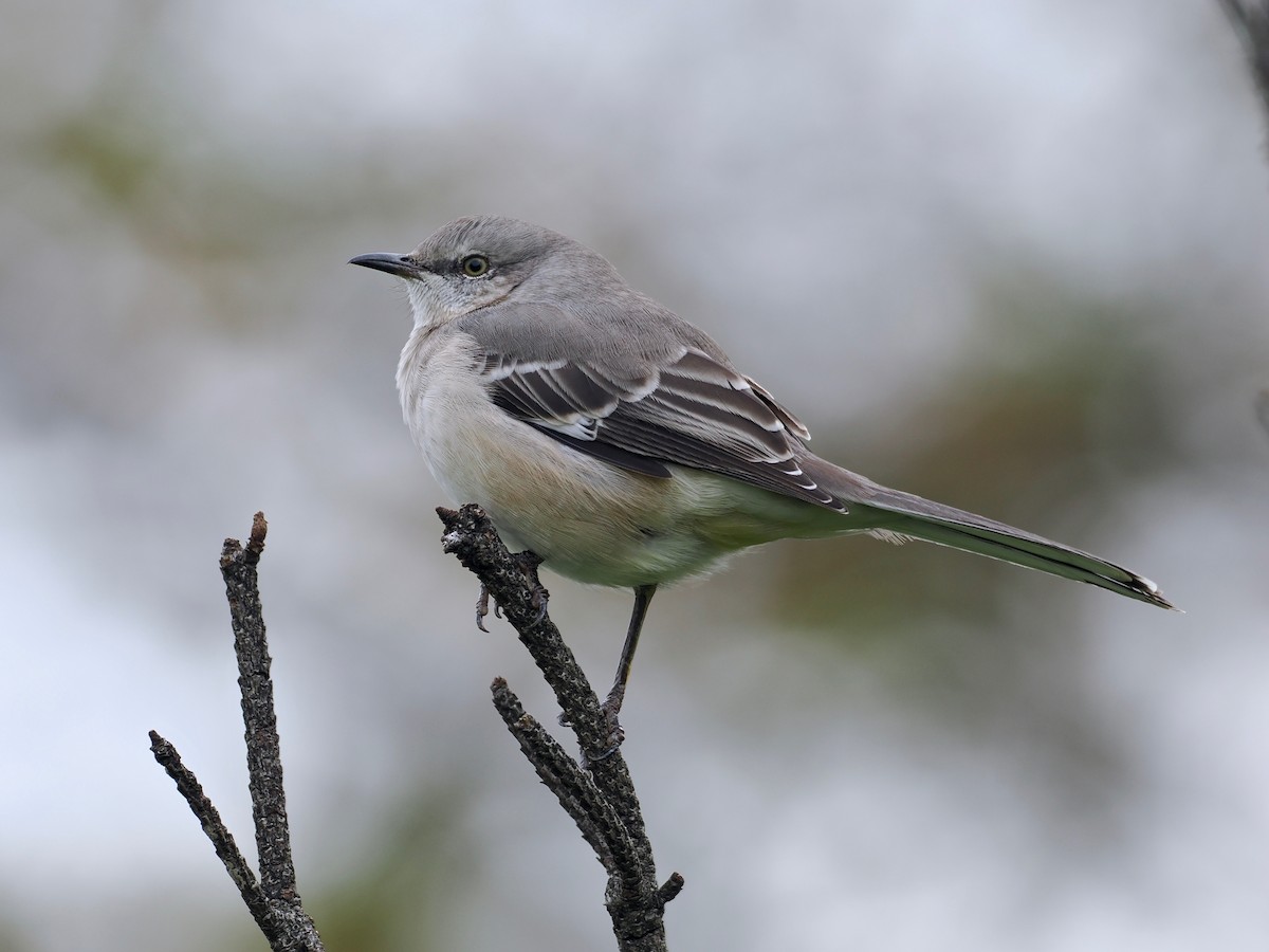 Northern Mockingbird - ML503989541