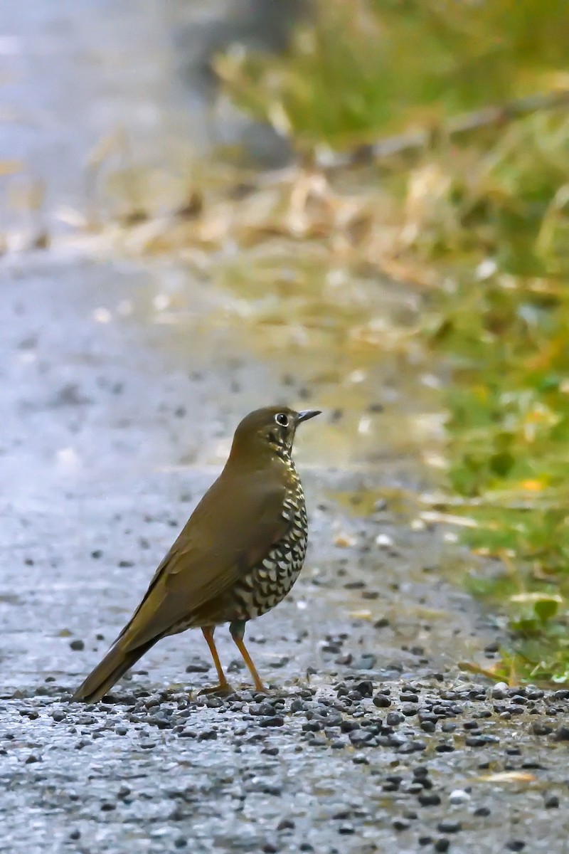 Alpine Thrush - SOVON PARBAT