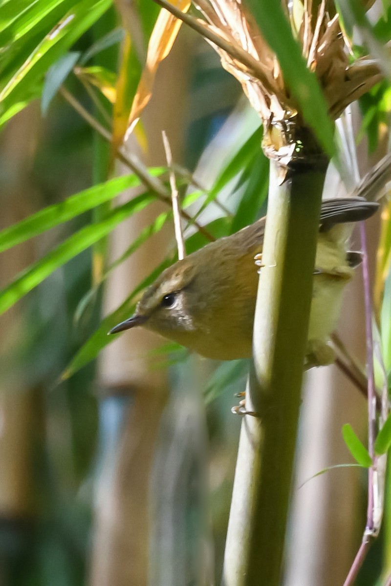 Hume's Bush Warbler - ML503989851