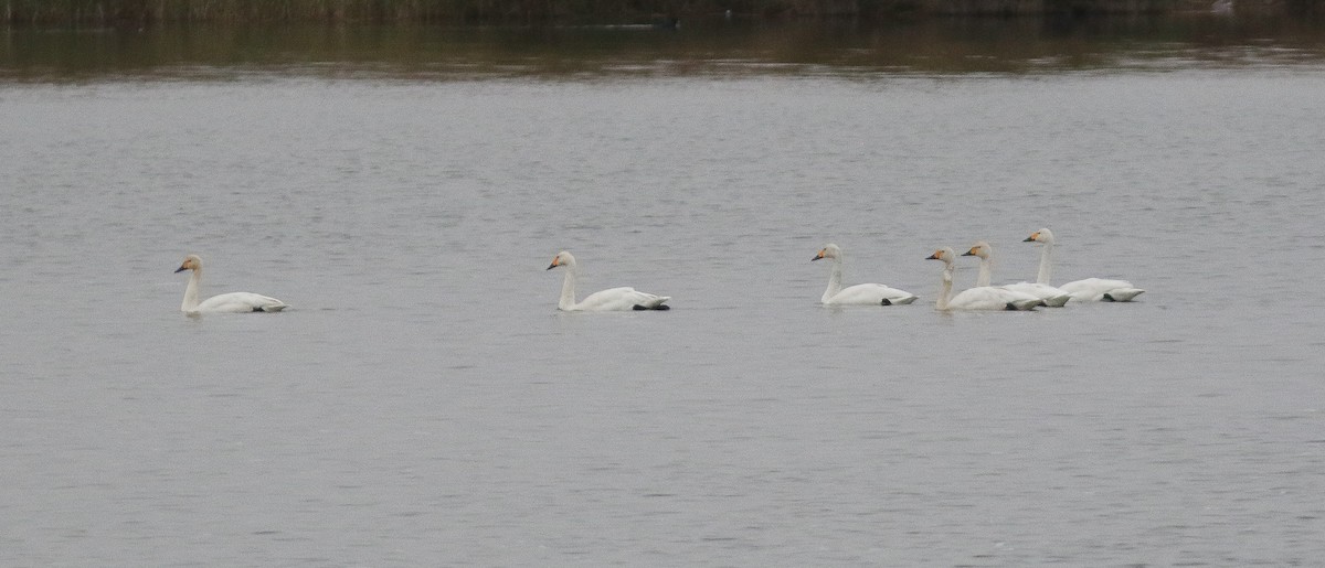 Tundra Swan (Bewick's) - ML503990801