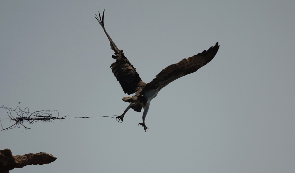 Osprey - Edurne Ugarte