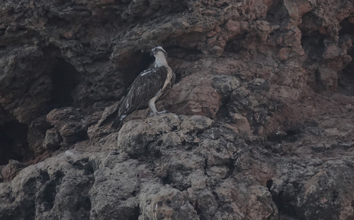 Balbuzard pêcheur - ML503991361