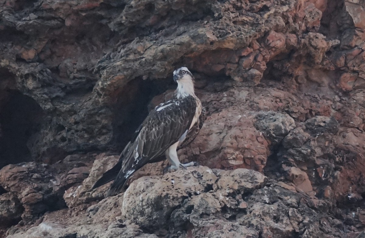 Osprey - Edurne Ugarte