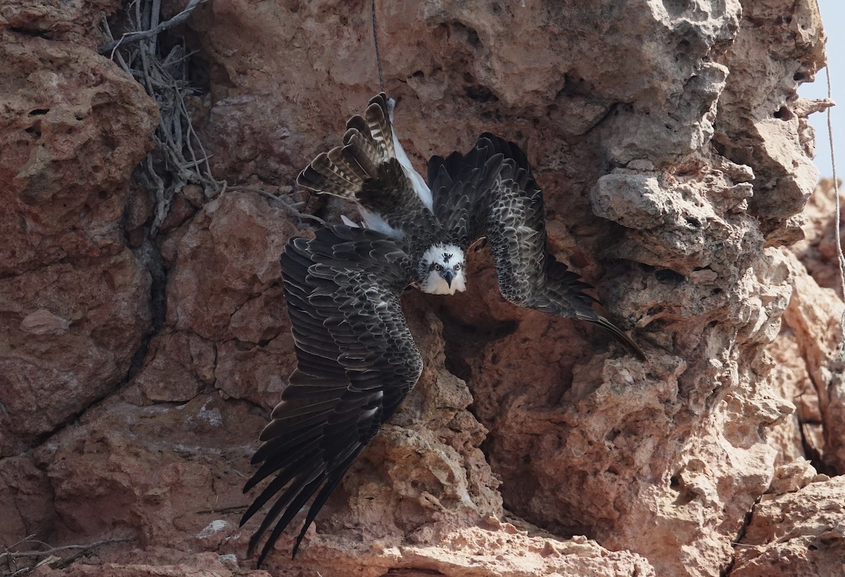 Osprey - Edurne Ugarte