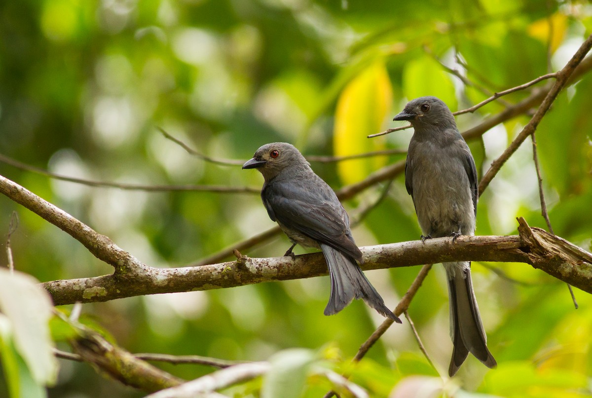 Kül Rengi Drongo - ML503992341