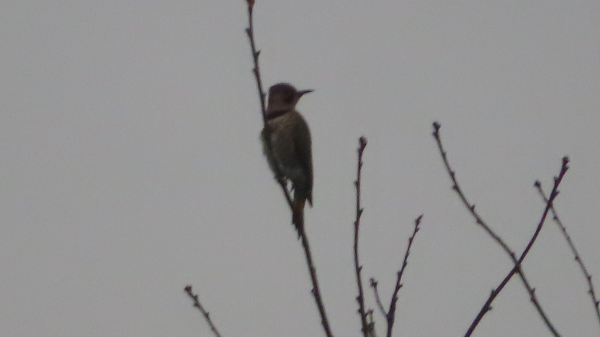 Northern Flicker - ML503992911