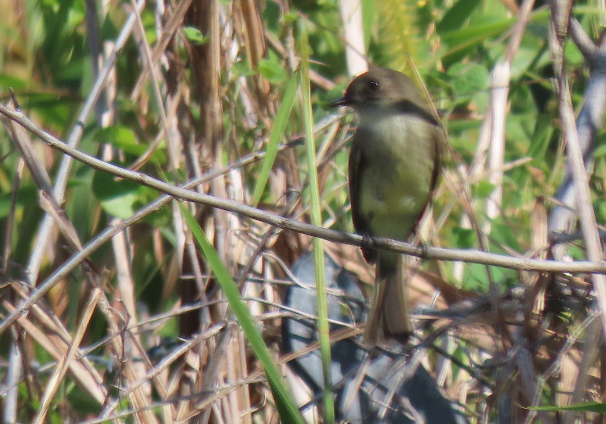 Eastern Phoebe - ML503994071