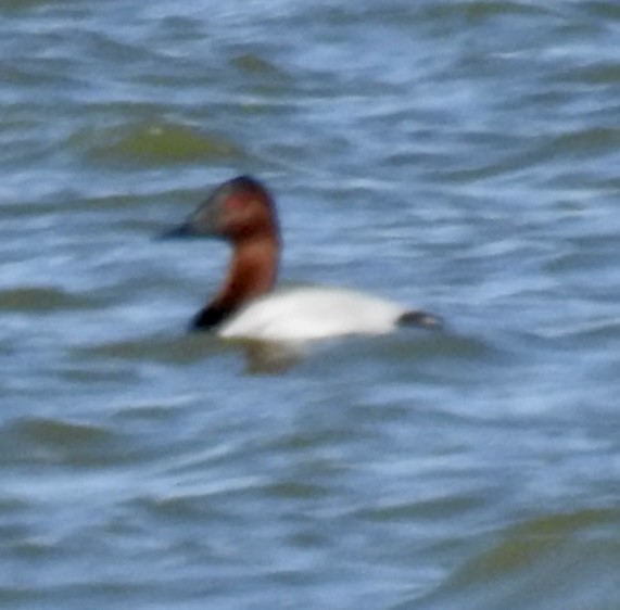 Canvasback - ML503994471