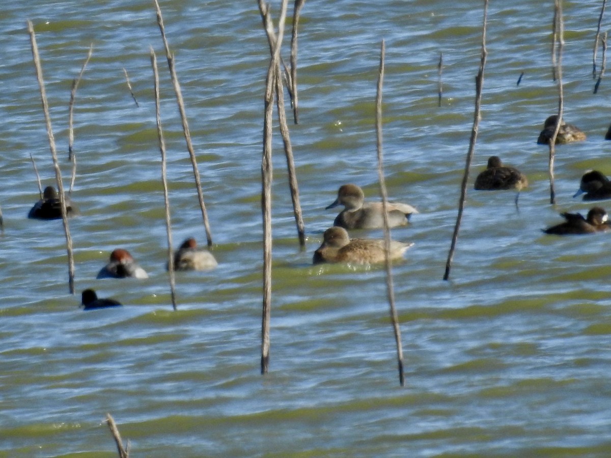 Gadwall - ML503994621