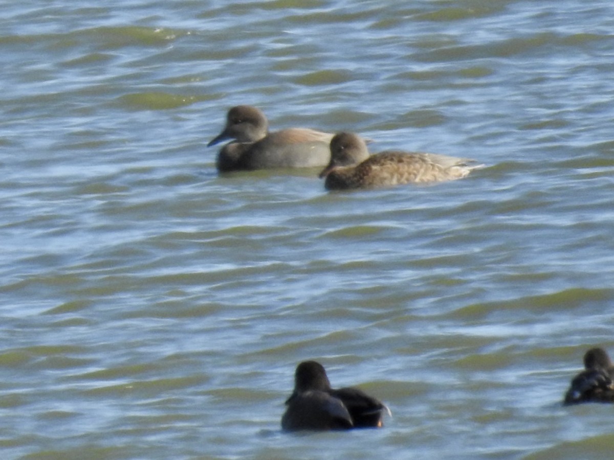 Gadwall - ML503994631