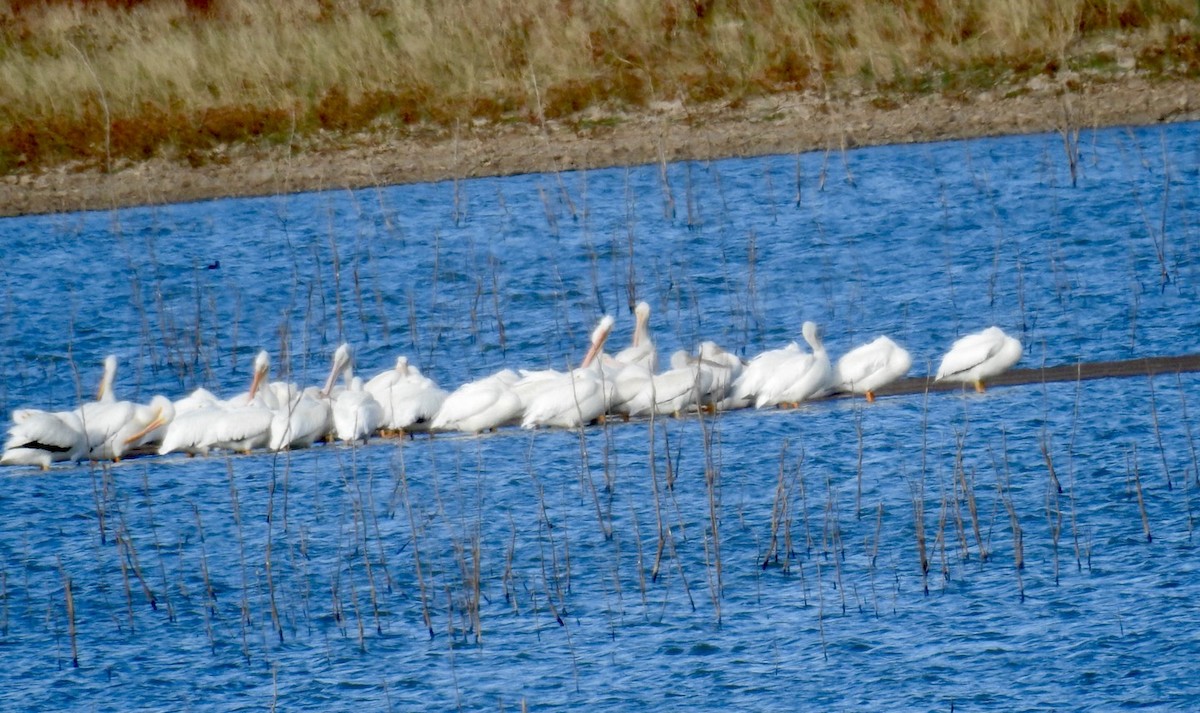 American White Pelican - ML503994741