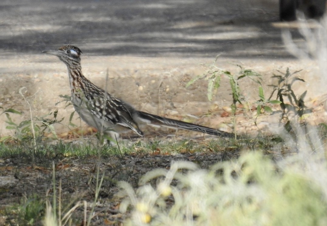 Greater Roadrunner - ML503994831