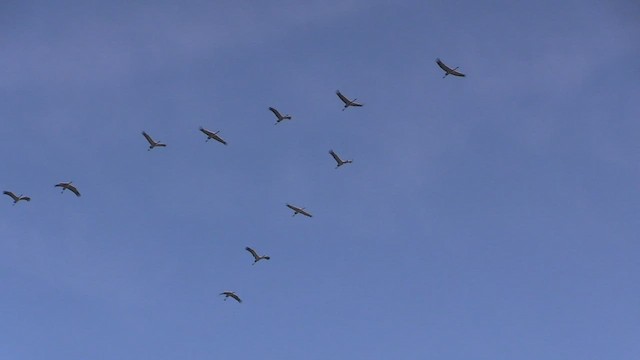 Хархираа тогоруу - ML503995241