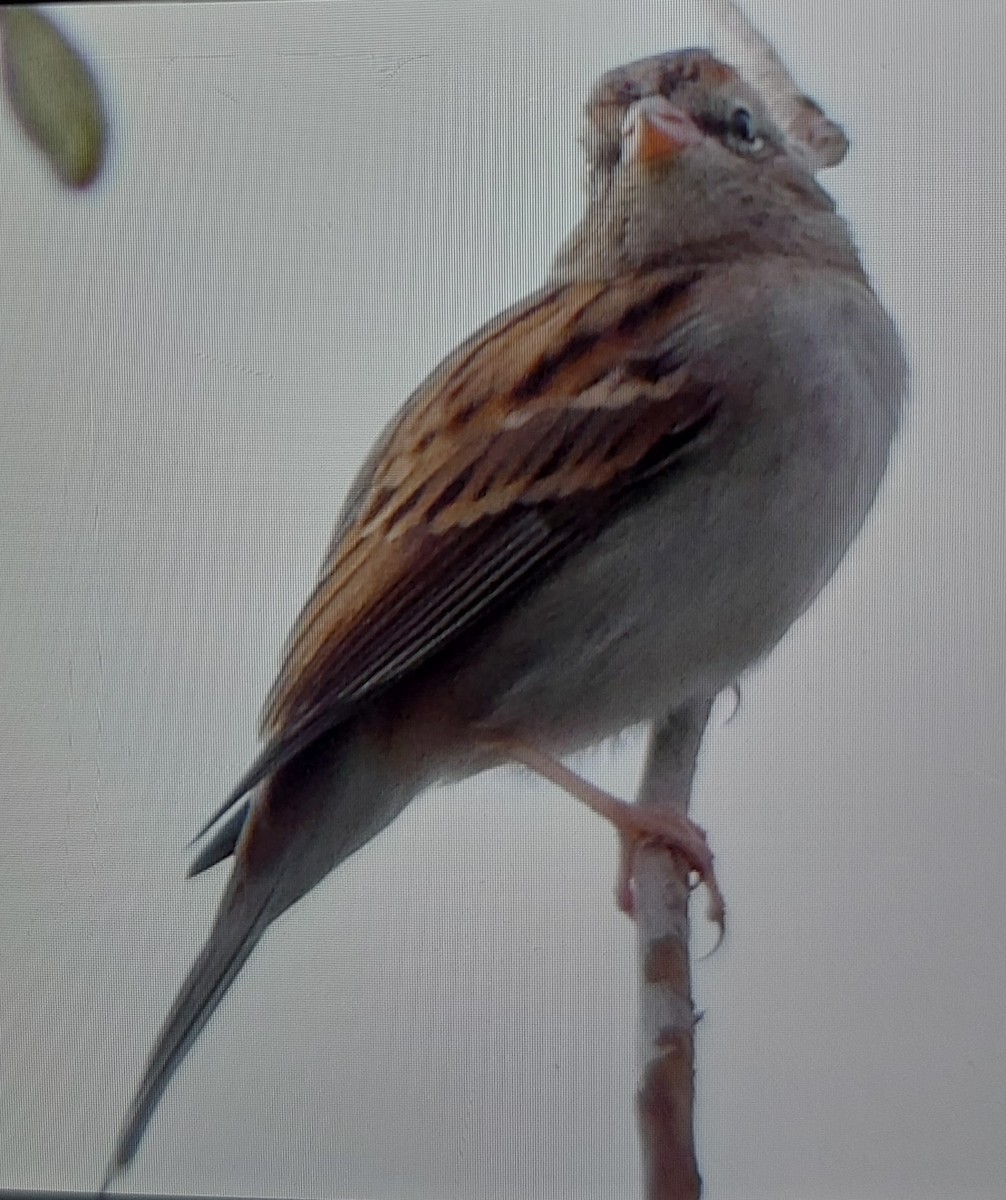 Chipping Sparrow - Valeri Ponzo