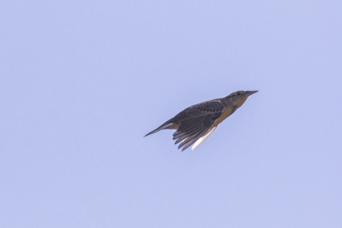 Eastern Meadowlark - ML503997881
