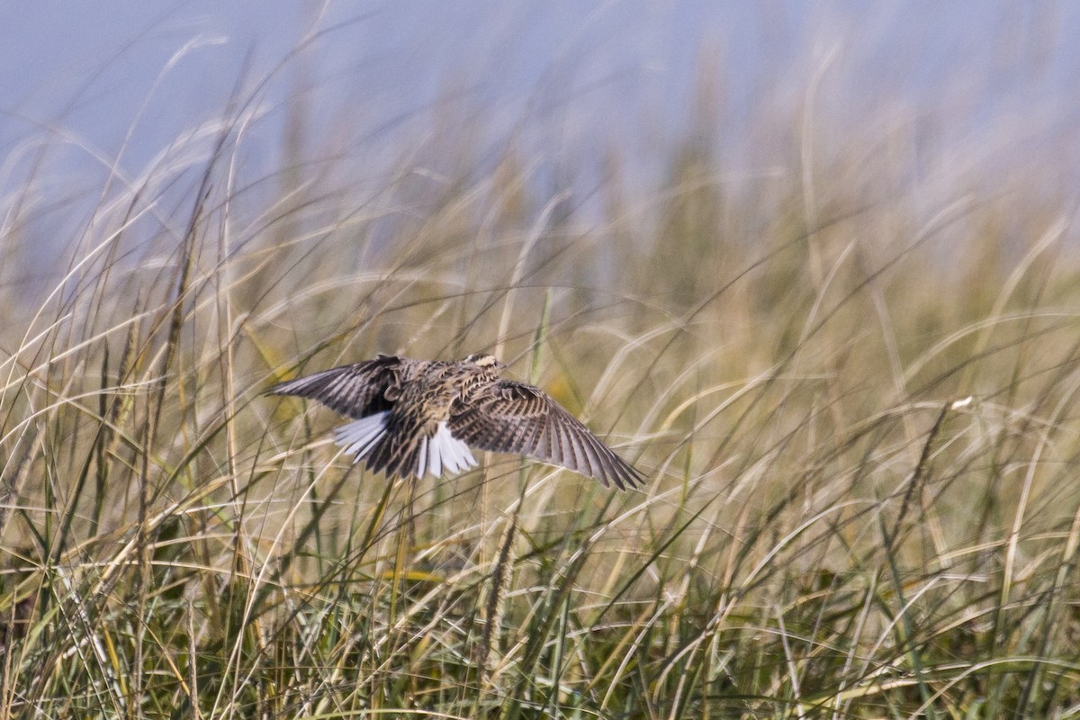 Eastern Meadowlark - ML503997901