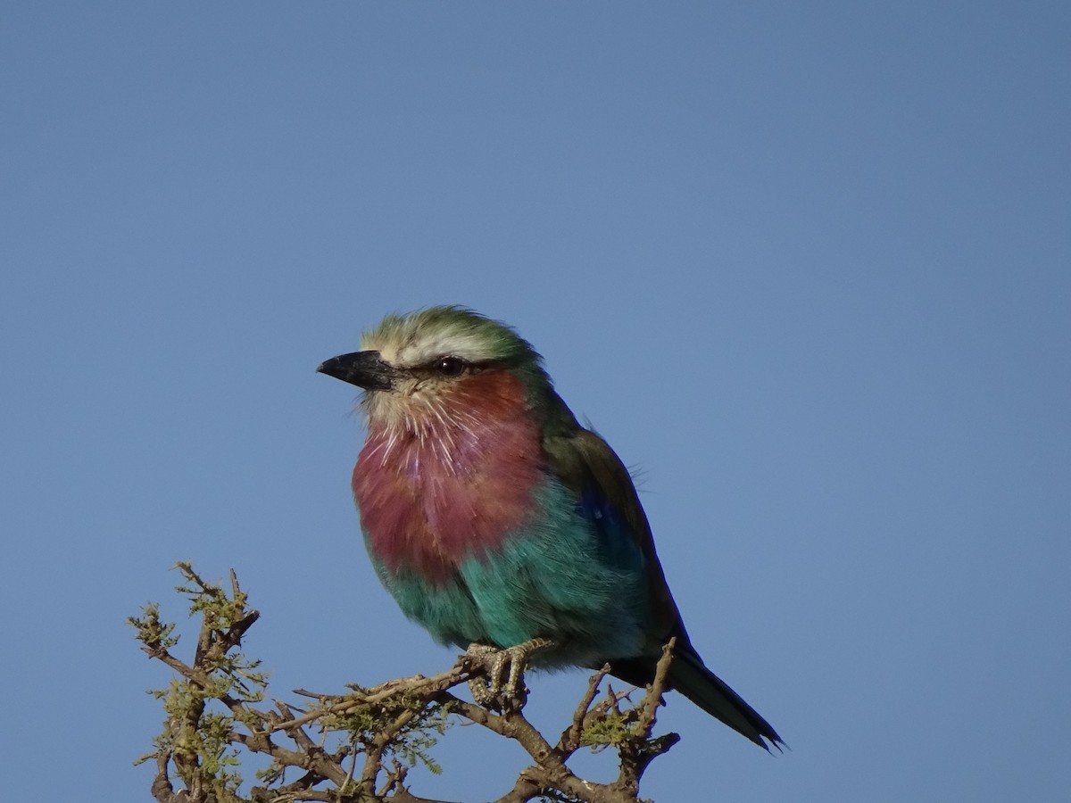 Lilac-breasted Roller - ML503998101