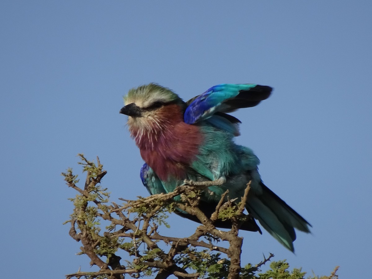Lilac-breasted Roller - ML503998301