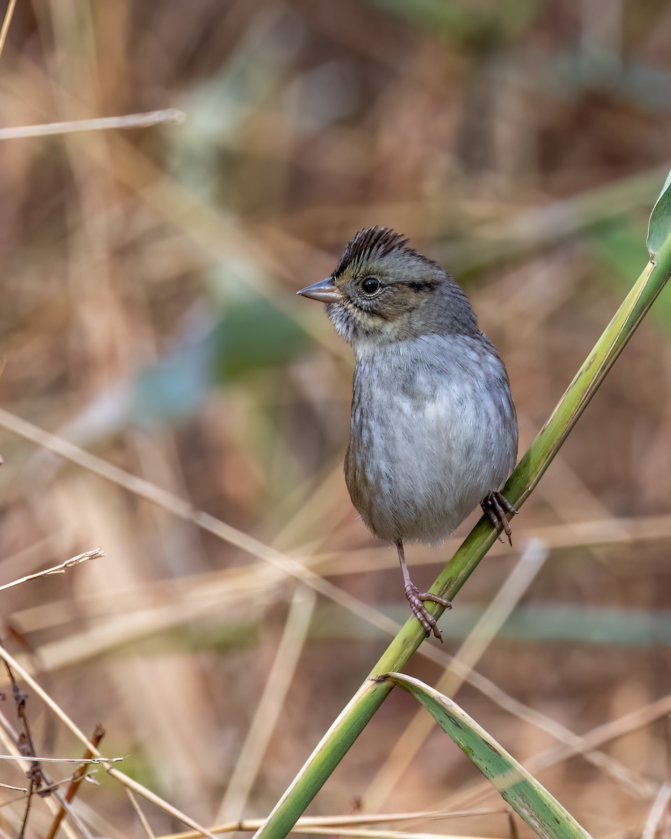 Swamp Sparrow - Hank Davis