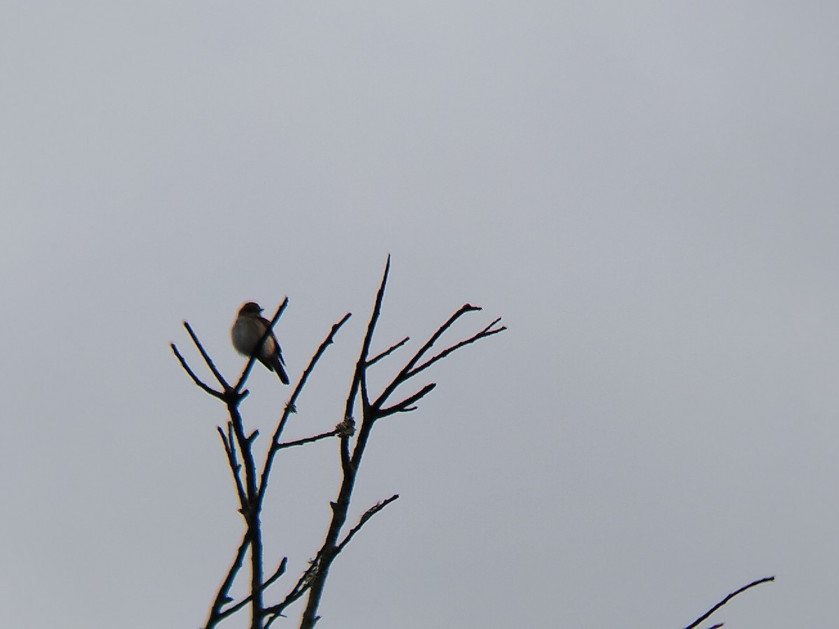 Spotted Flycatcher - ML503999501