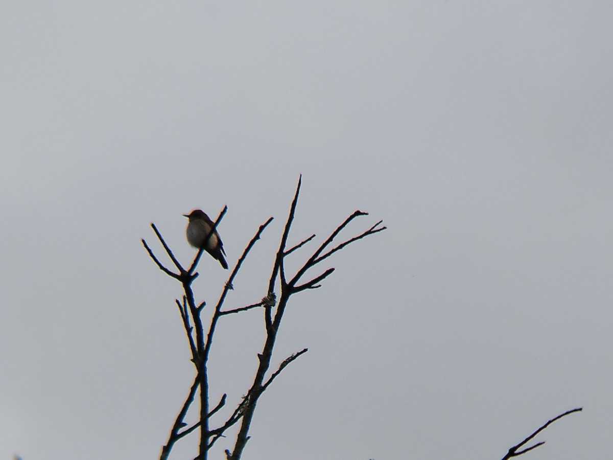 Spotted Flycatcher - ML503999511