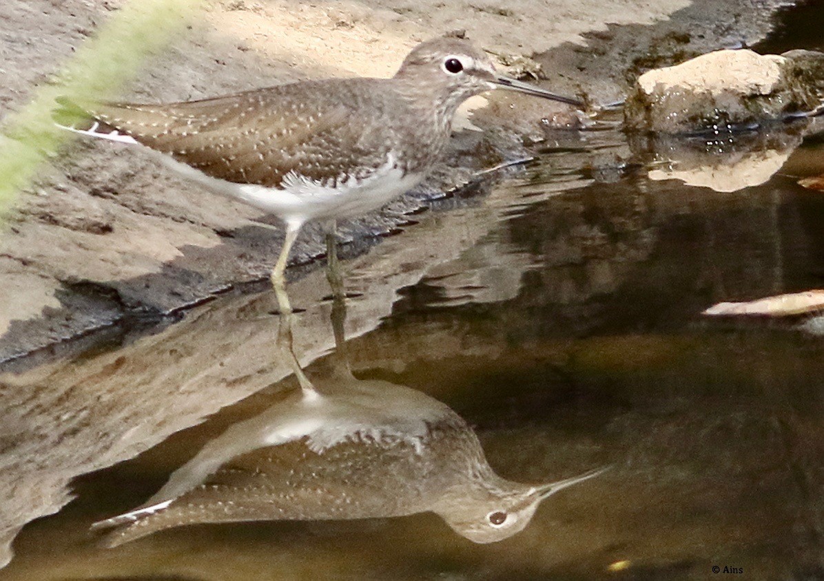 Green Sandpiper - ML503999651