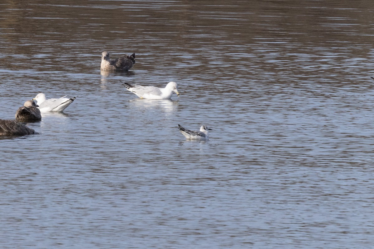 Bonaparte's Gull - Jonathan Mott