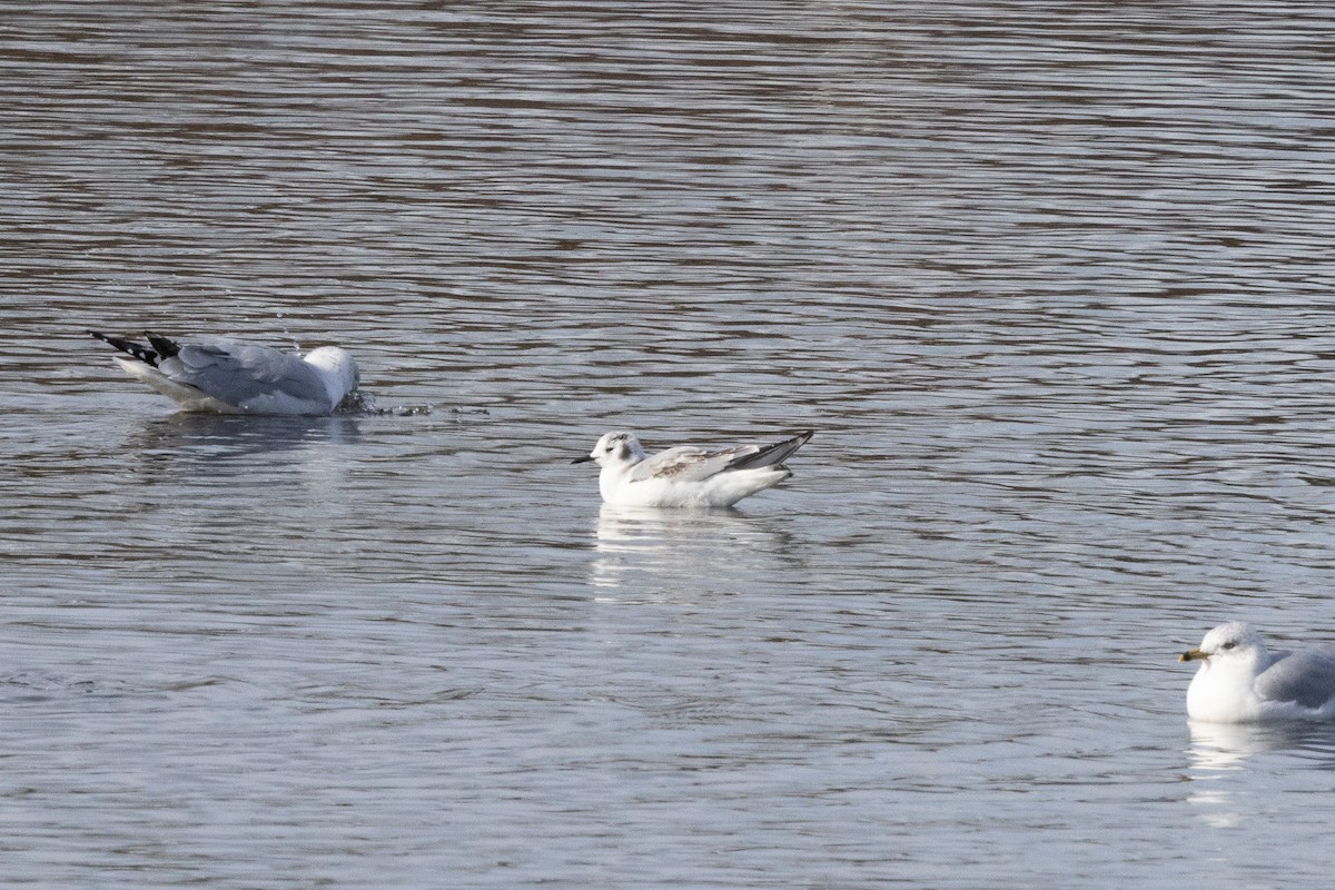 Mouette de Bonaparte - ML504000571