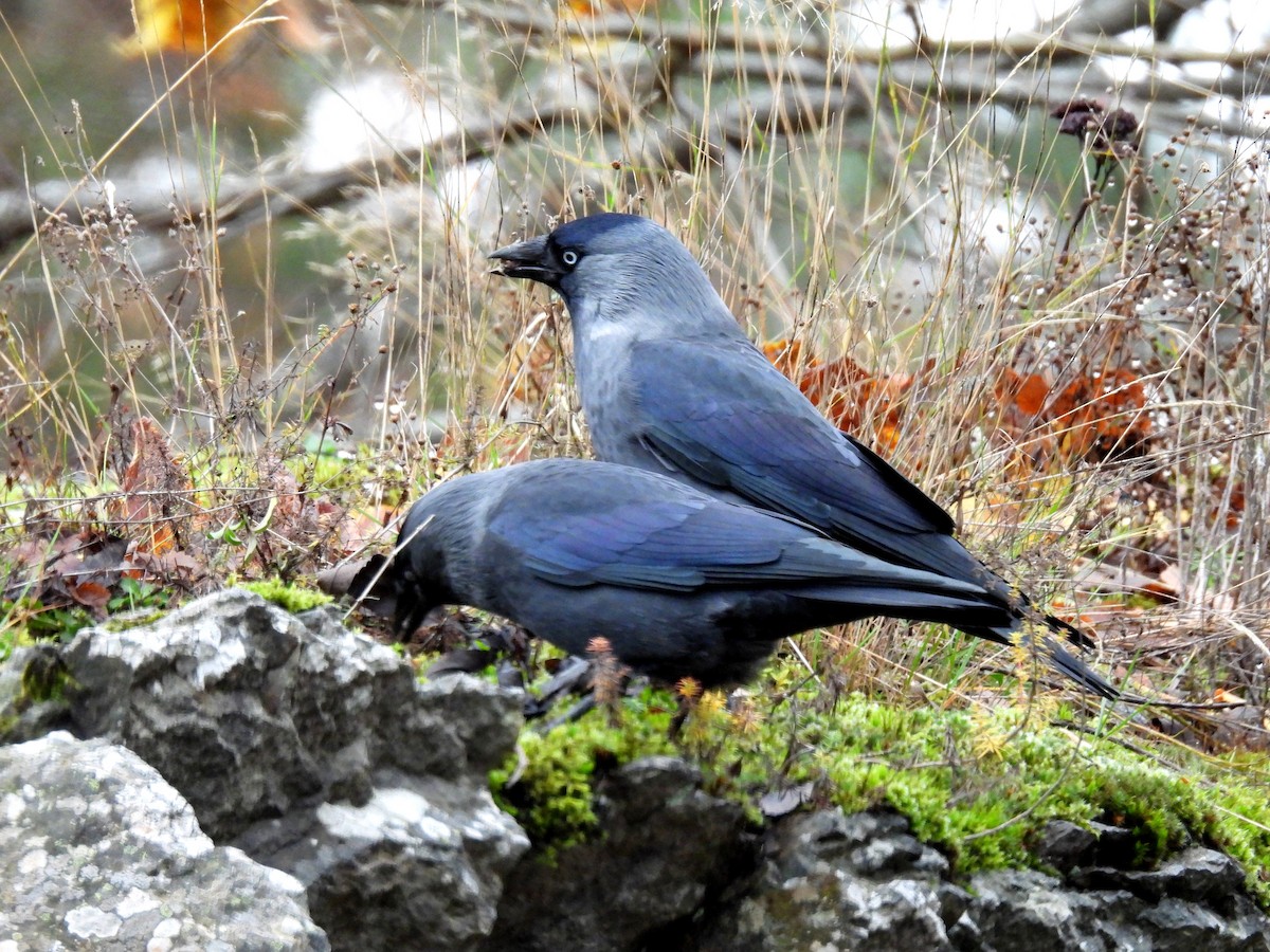 Eurasian Jackdaw - ML504000621