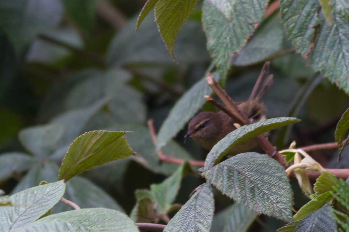 Aberrant Bush Warbler (Sunda) - ML504000801