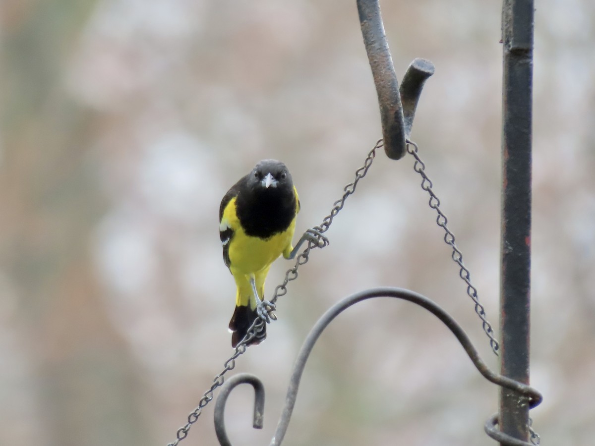 Oriole jaune-verdâtre - ML504002021