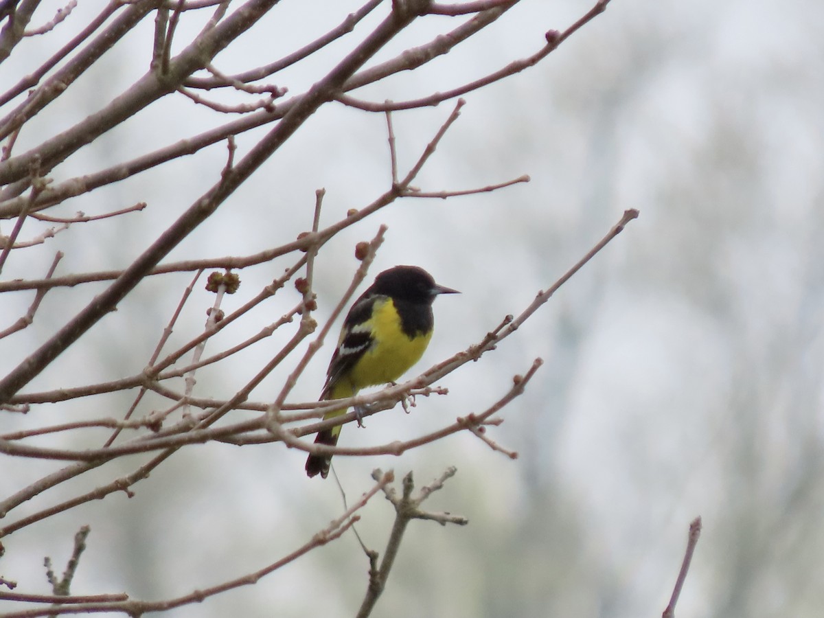 Oriole jaune-verdâtre - ML504002281