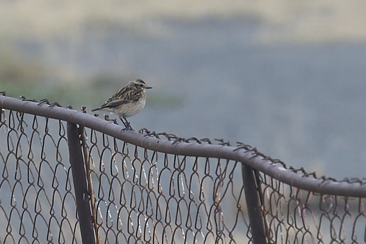 Whinchat - ML504002431