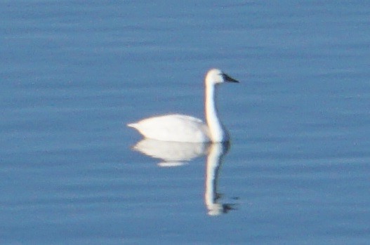 Tundra Swan - ML504002661