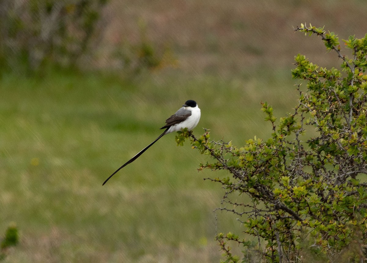 Fork-tailed Flycatcher - ML504003511