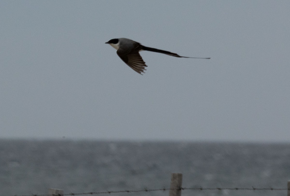 Fork-tailed Flycatcher - ML504003521