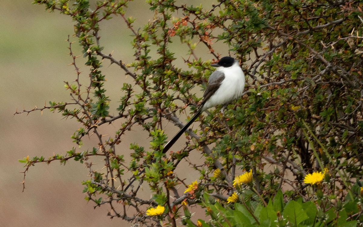 Fork-tailed Flycatcher - ML504003531