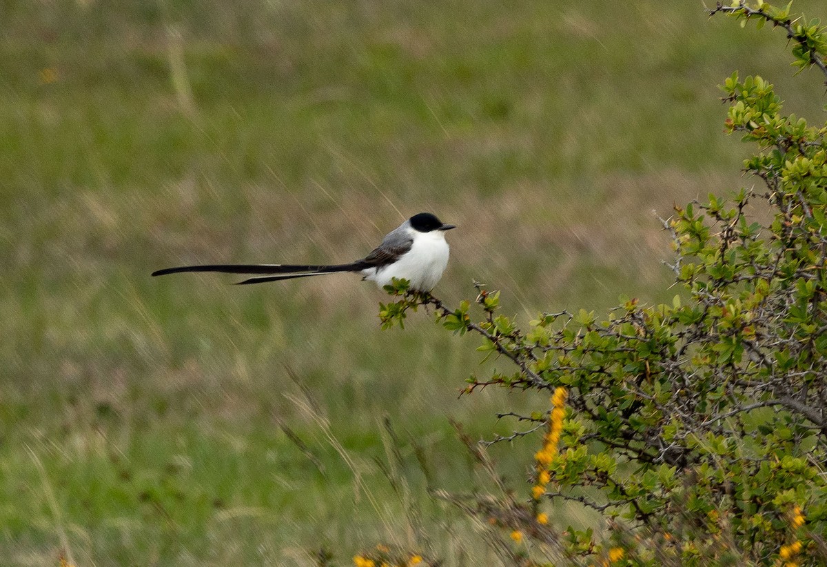 Fork-tailed Flycatcher - ML504003541